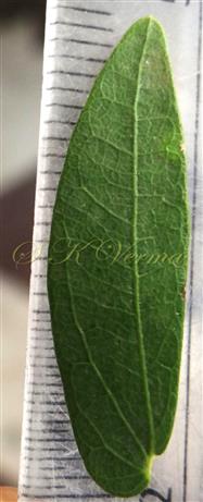  Leaflet